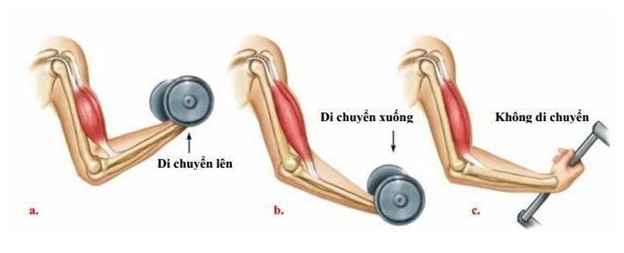 Cấu tạo của bắp cơ và sợi cơ
