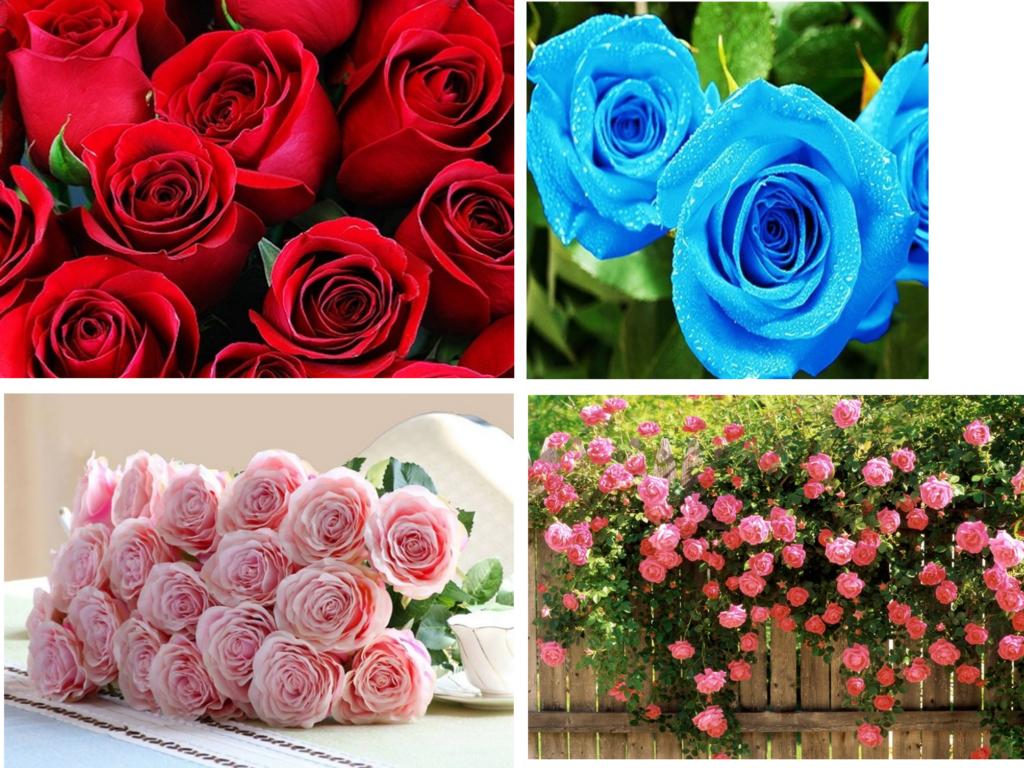Bộ sưu tập ảnh Hoa hồng đỏ, hoa hồng xanh dương và hoa hồng