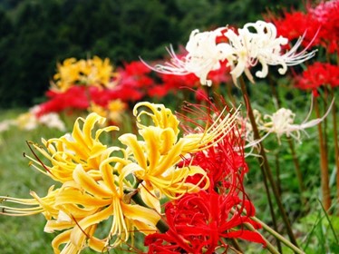 Bộ sưu tập ảnh Hoa bỉ ngạn đẹp