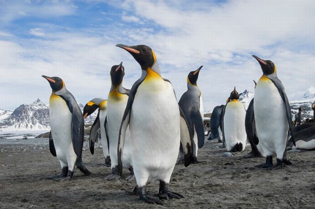 chim cánh cụt có lông ko